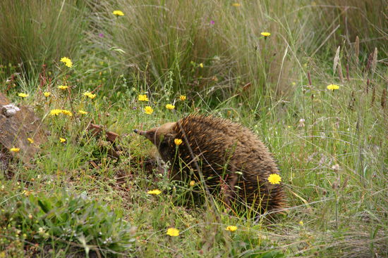 Echidna ein Schnabeligel (aufgenommen von Christiane)