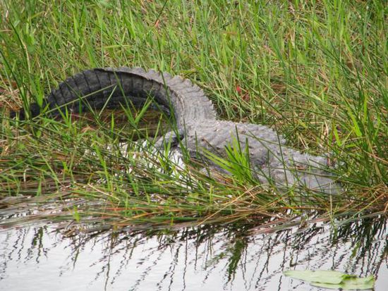 Alligator wartet auf Essen am Anhinga Trail