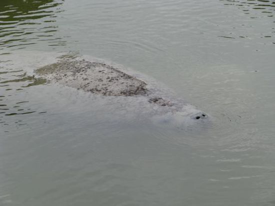 Manati die Seejungfrau