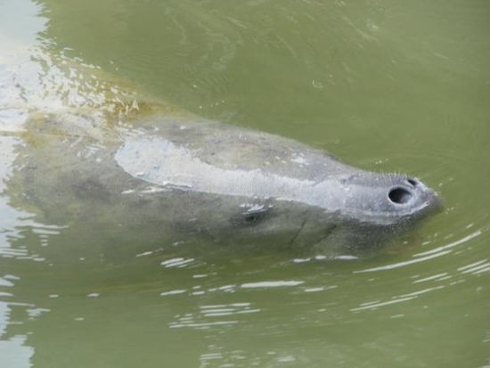 War gar keine Jungfrau hatte ein Kalb