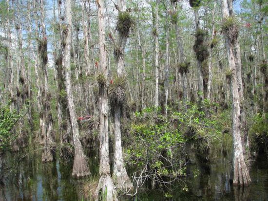 Big Cypress National Preserve