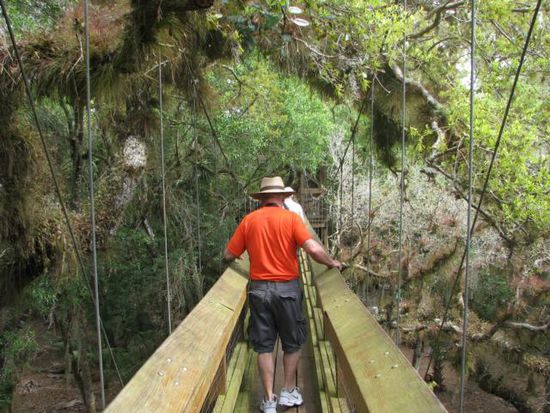 Tree Top Walk
