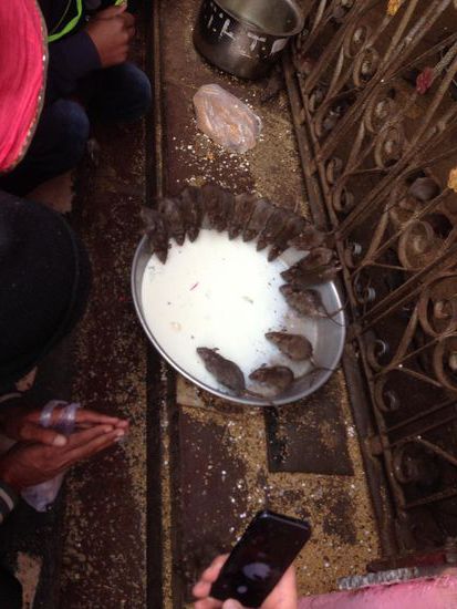 Die Ratten von Deshnok