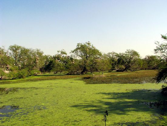 Feuchtgebiet im Nationalpark