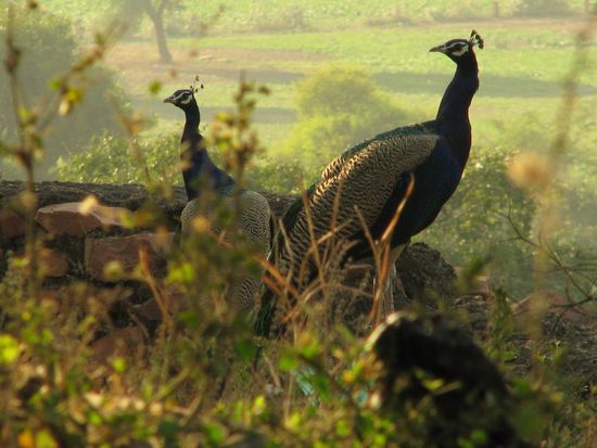 Pfauen bei Fatehpur Sikri