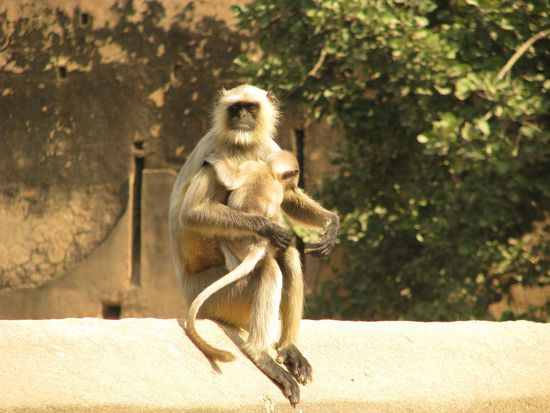 Bengalischer Hanuman-Langur
