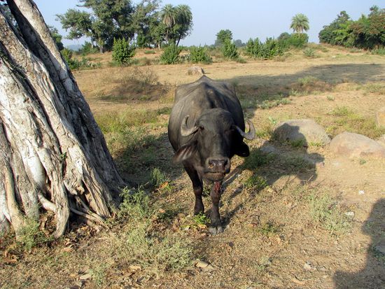 Neugieriges Rindvieh
