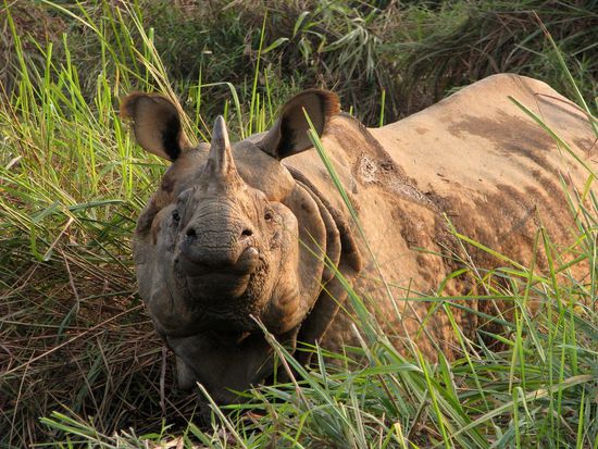 Da ist es: Panzernashorn