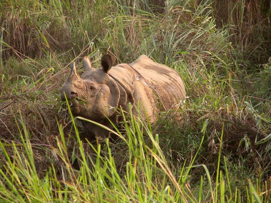 Kann nicht richtig sehen! Aber riechen!