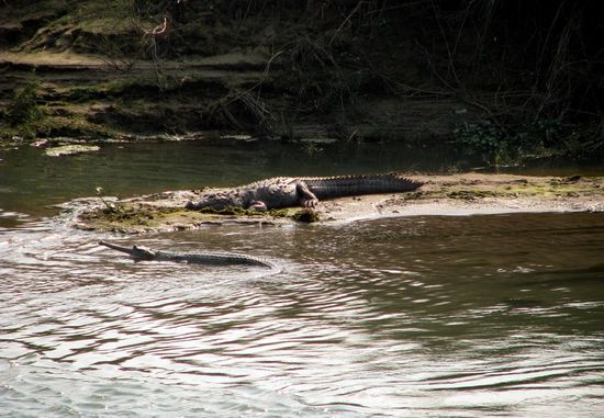 Galviare und indische Krokodille