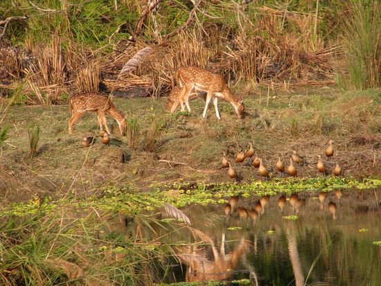 Viele Tiere im Gebiet
