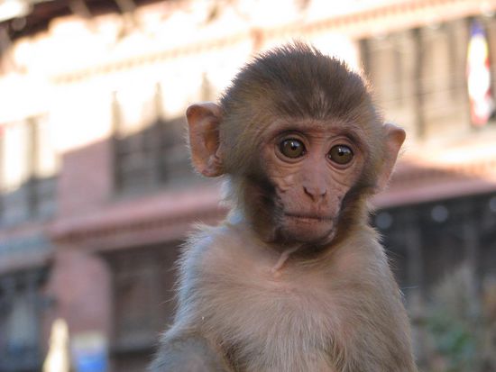 Kleiner Affe