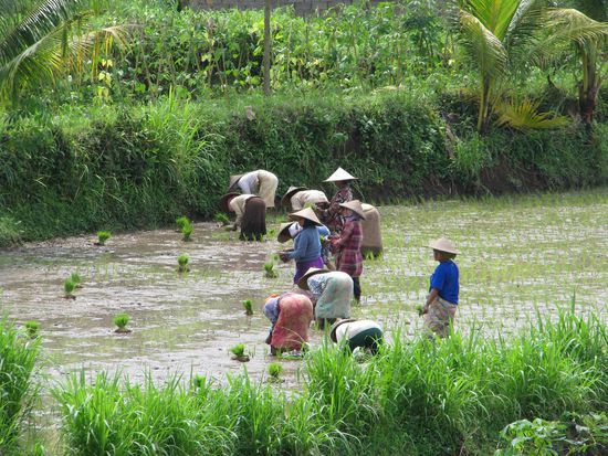 Reisbauern auf Bali