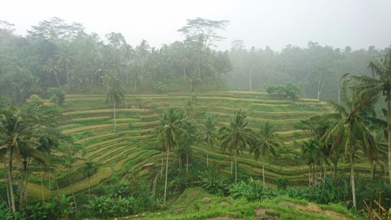 Reisterassen auf Bali