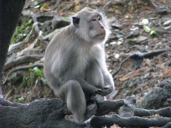Wallace Linie überschritten, trotzdem Affen?!