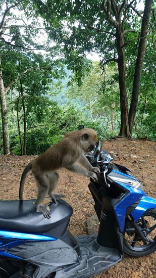 Überfall der nicht hier her gehörenden Affen