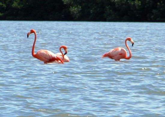 Flamingos