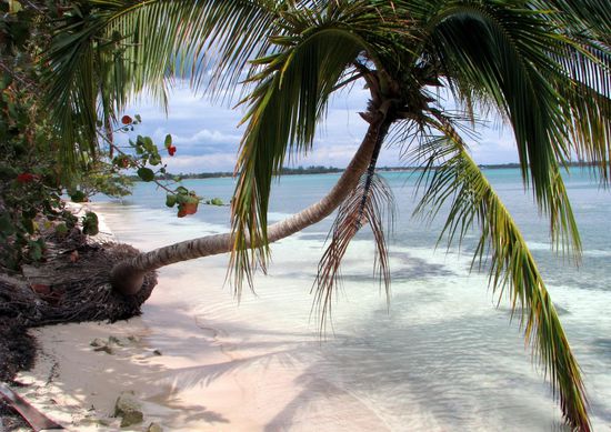 Obligatorische Palme