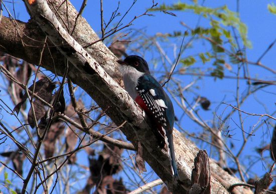 Kuba Trogon Wappenvogel Kubas