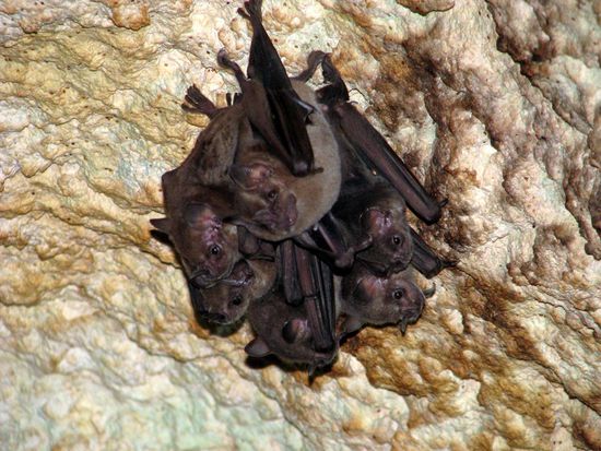 Blinde Fledermäuse in einer Höhle