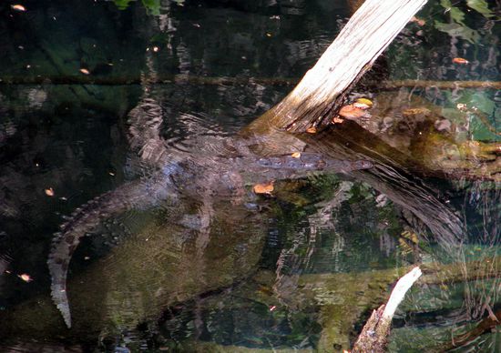 Wartet auf Touristen