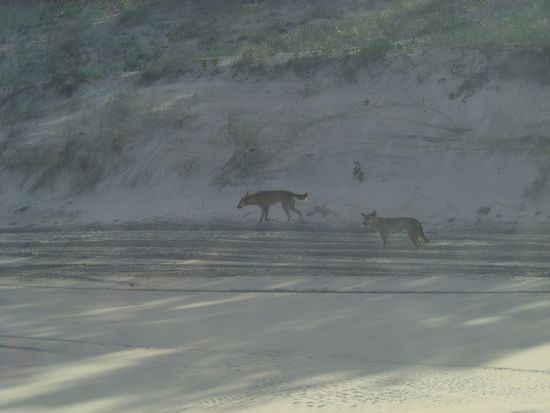 Freilaufende gefaehrliche Dingos