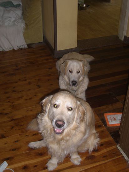 Seine 2 lieben Hunde Yorkie und Cowdie