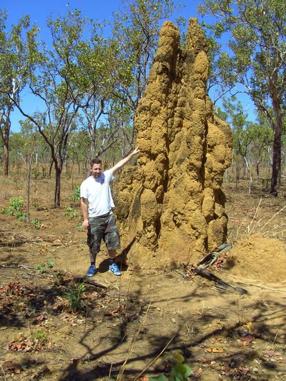 Termitenmounds!