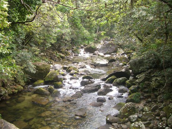 Mossman Gorge im Regenwald