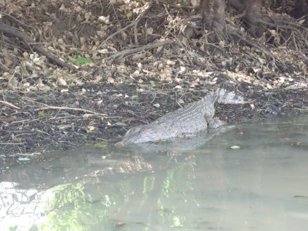 Salzwassercroc
