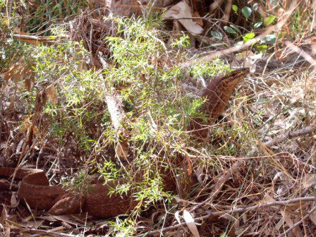 ein Goanna
