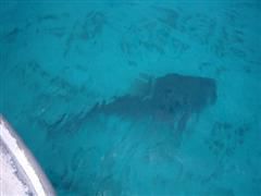 Tiger shark