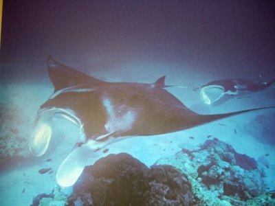 Manta Rays (von einem Bild abkopiert)