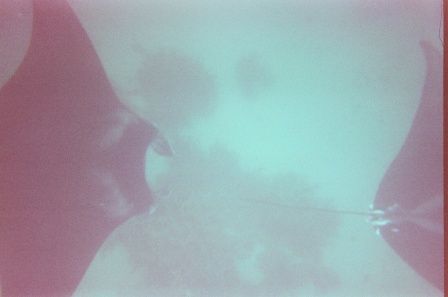 2 Manta rays