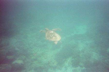 Turtle