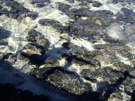 Stromatolites