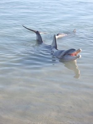 Delphin, der auf sein Futter wartete