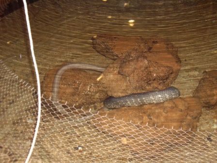 sea snake, kann bis zu 150 Menschen mit einmal toeten