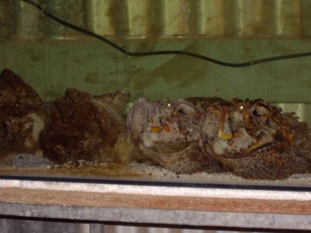 Stonefish, auch giftig und das schlimme, man sieht sie nicht im Wasser