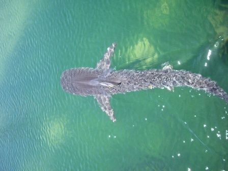 irgendein Shark