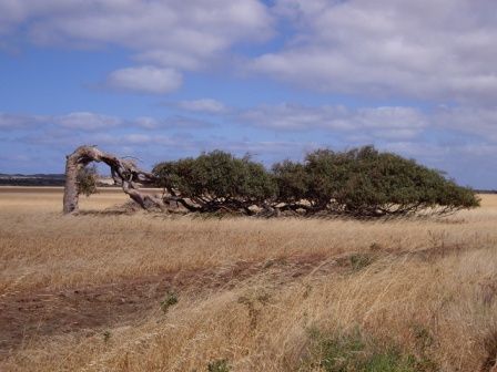 leaning tree