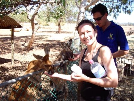 Kangaroo feeding