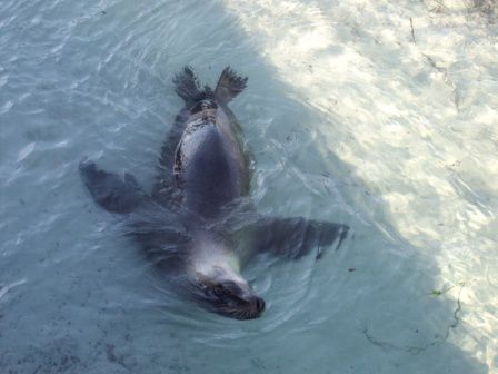 Sammy the sea lion