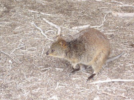 Quokkas, einheimische Tierchen auf Rottnest. Haben ein wenig Aehnlichkeit mit Ratten!