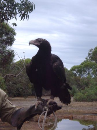 Eagle - Adler, kann ein Kangaroo killen!!!