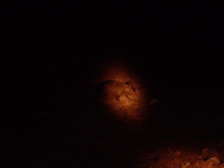 ein Wombat bei unsere Nachttour. Witzige Tierchen! Ganz kurze Beine und eine fetten Koerper....