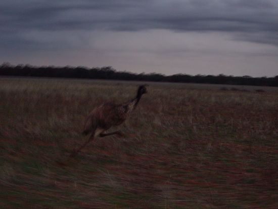 Emu Race