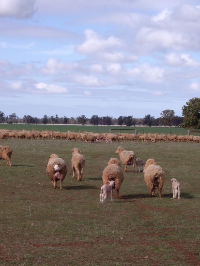 Ja da schaut wirklich ein Kopf aus dem Schaf.