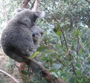 putzig, oder?
Man lege mal ein besonderes Augenmerk auf den Ast!
Aber keine Angst, dass Ende des Astes war neben dem Koala zu sehen.
