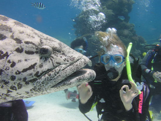 Das Higlight des 2. Tages... der Tauchplatz hiess Cod Hole, hier seht ihr einen 200 KG schweren Potato Cod, echt ein riesen Brummer...das dahinter bin uebrigens ich... 